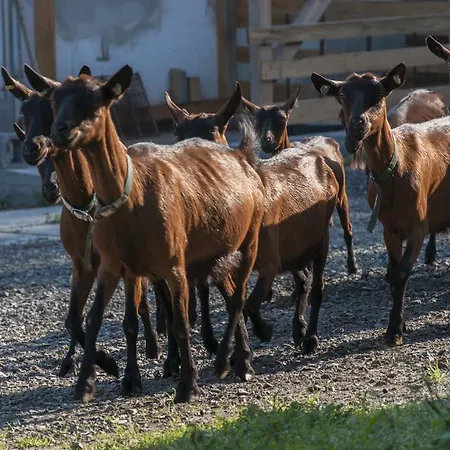 Kozi Farma Rožnov pod Radhoštěm